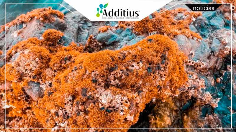 Optimización de la fuente de proteína a base de plantas: ingredientes a base de microalgas